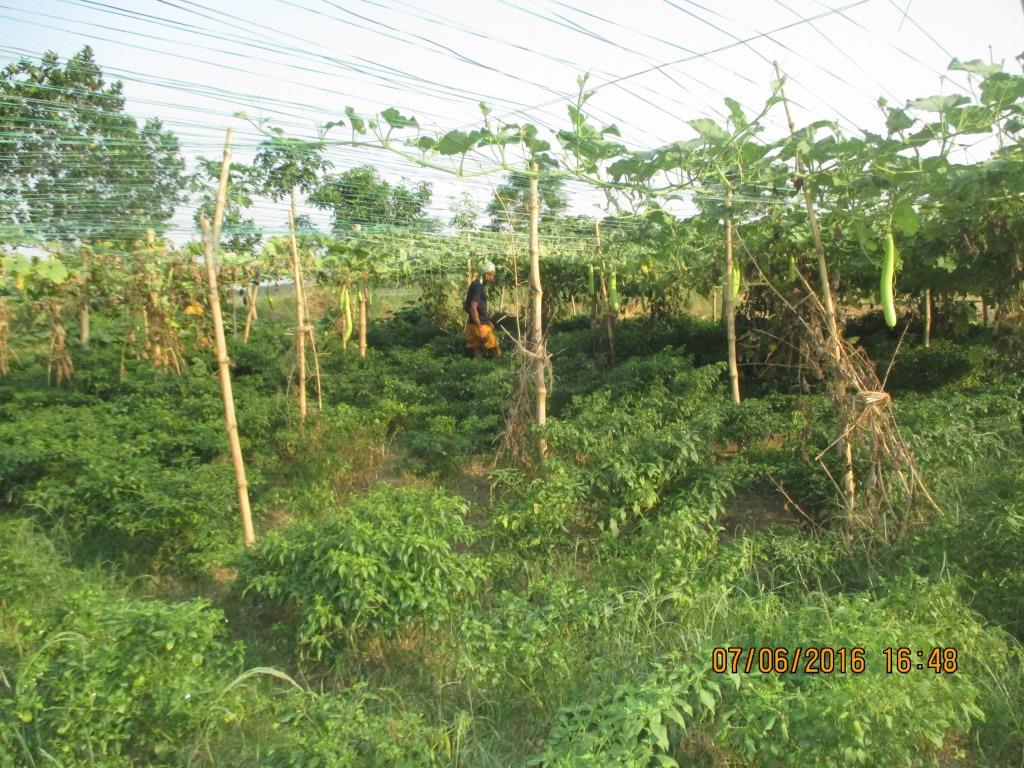 Agriculture & Sustainable Livelihoods